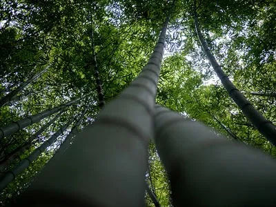 trees